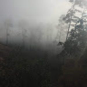 Meet your Posher, Rosie